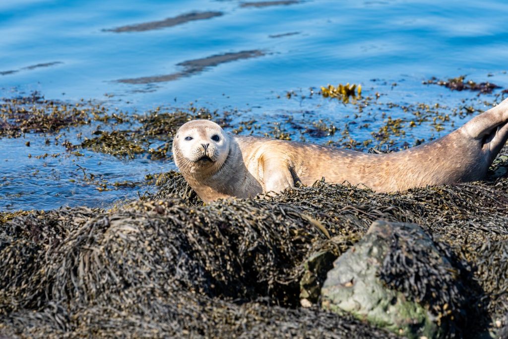 seal