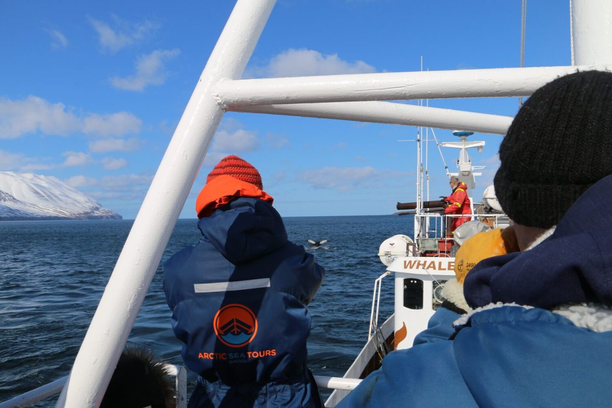 Whale Watching from Reykjavik