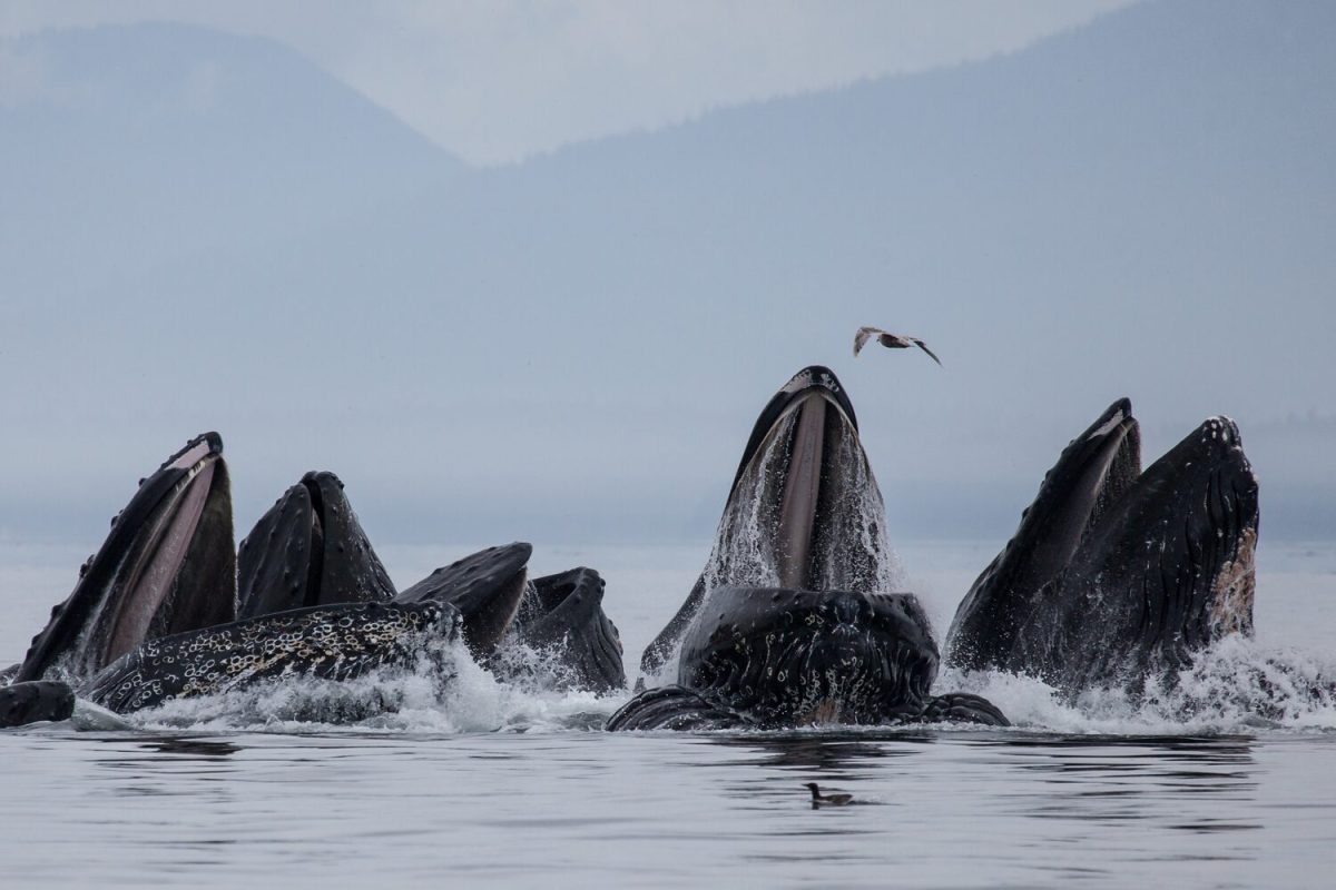 Whale Watching from Reykjavik