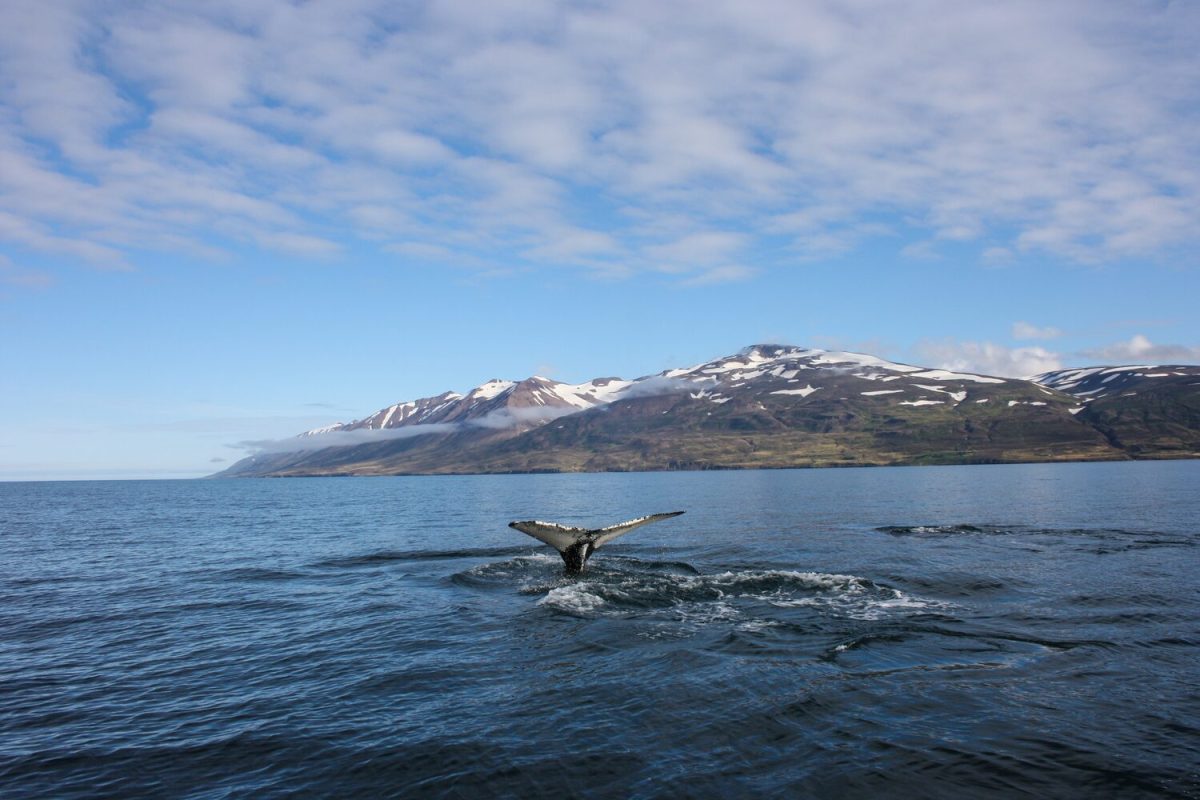 Whale Watching from Reykjavik