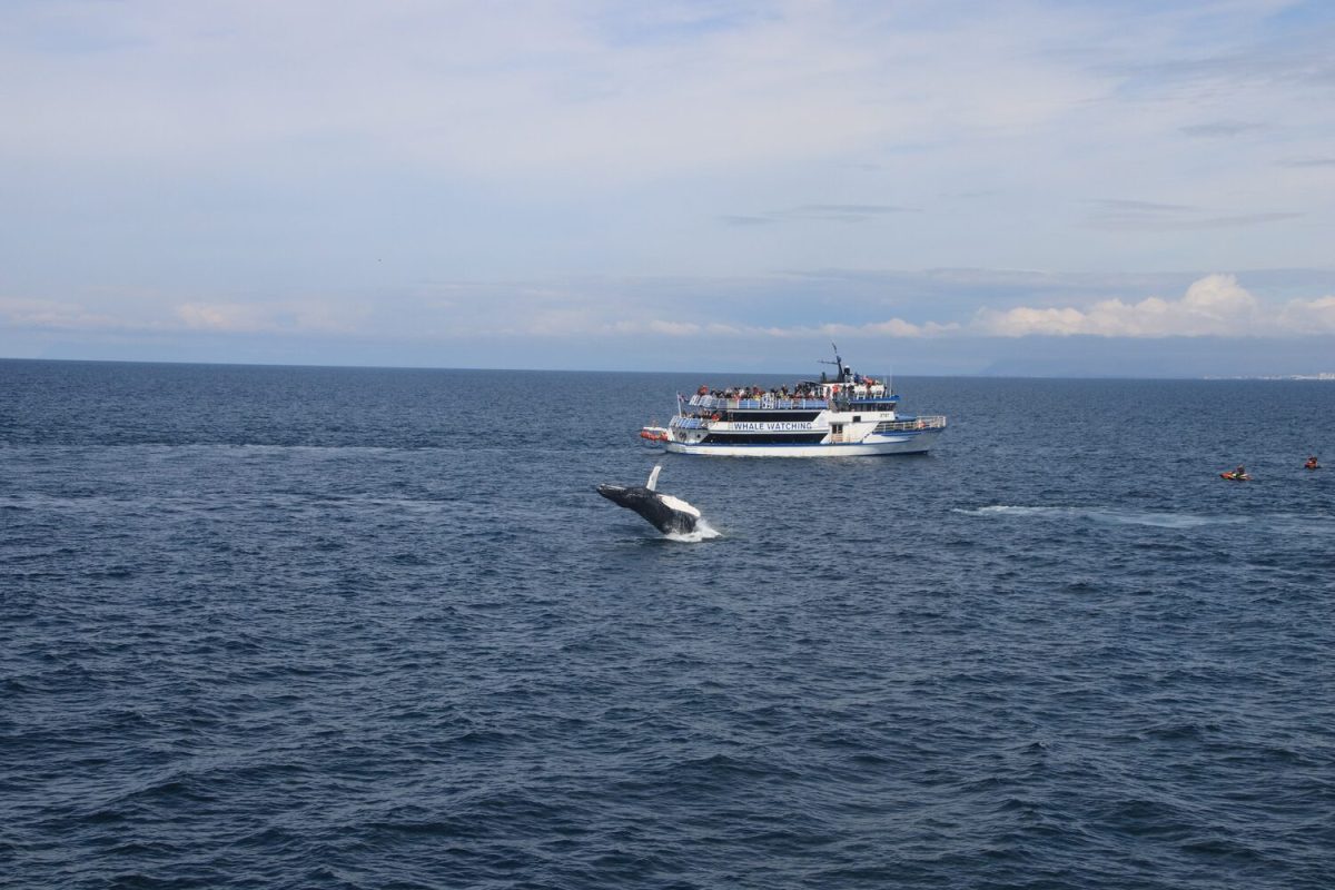 Whale Watching from Reykjavik