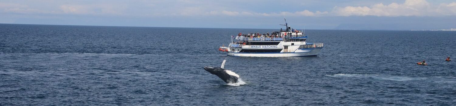 Whale Watching from Reykjavik