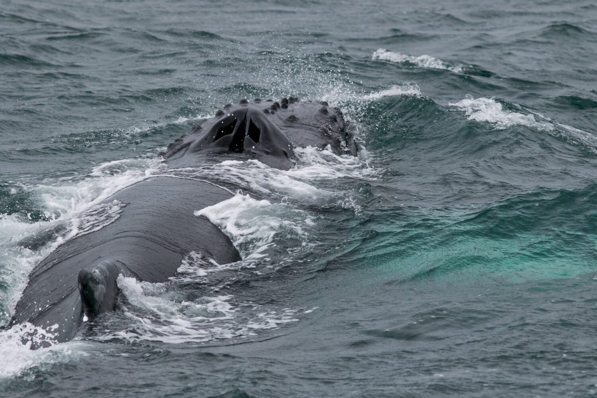 Whale Watching from Reykjavik