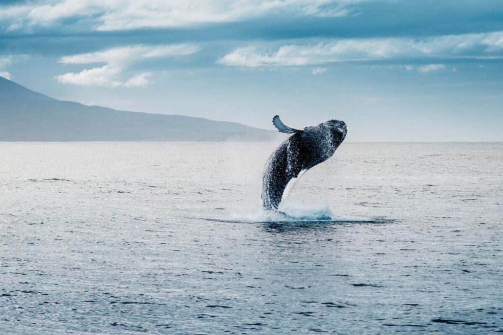 Whale Watching from Dalvik